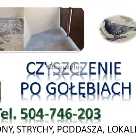 Dezynfekcja po gołębiach, tel. 504-746-203, Wrocław. Sprzątanie balkonu, strychu, Wywóz i utylizacja  rzeczy zabrudzonych przez ptaki