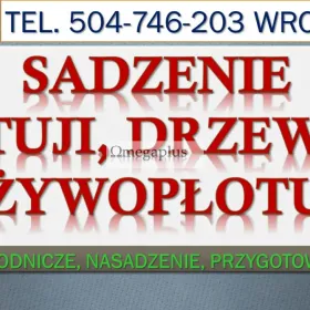Wykopanie dołów pod tuje, Wrocław, tel. 504-746-203. Posadzenie, nasadzenia, cennik, Kompleksowe przygotowanie wraz zakupem i transportem roślin