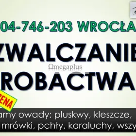Zwalczanie robactwa cena, tel. 504-746-203, Wrocław. Likwidacja insektów i usuwanie szkodników.