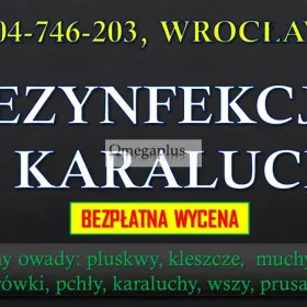 Karaluchy dezynfekcja i zwalczanie, tel. 504-746-203, Wrocław. Opryski na robaki.  Zwalczanie karaluchów i prusaków, cennik tel. 504-746-203, Wrocław