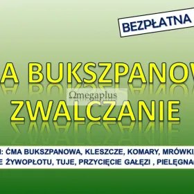 Opryski na ćmę  bukszpanową, Wrocław, tel. 504-746-203. Zwalczanie ćmy bukszpanowej na tuje żywopłot. 