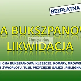 Opryski na ćmę  bukszpanową, Wrocław, tel. 504-746-203. Zwalczanie ćmy bukszpanowej na tuje żywopłot. 