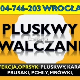Odpluskwianie mieszkań Wrocław, tel. 504-746-203. Opryski i dezynfekcja na pluskwy  Likwidacja pluskiew w mieszkaniu. Stosujemy preparat 