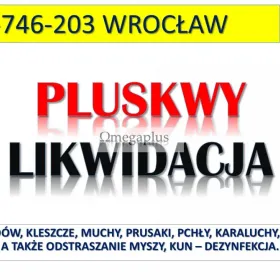 Usunięcie pluskiew z mieszkania, tel. 504-746-203, Wrocław. Pluskwy dezynfekcja. Zwalczanie pajęczaków w mieszkaniach