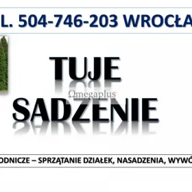 Tuje  sadzenie, cena,  tel. 504-746-203. Wrocław, Nasadzenie tui, pod żywopłot, Wykopanie dołów pod nasadzenie tui w ogrodzie, Usługi ogrodnicze