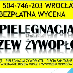 Przycinanie gałęzi, cena tel. 504-746-203, Wrocław,  wycinka, wycinanie drzew, cięcie drzew, Podcięcie gałęzi, zasłaniających okna, przerośniętych