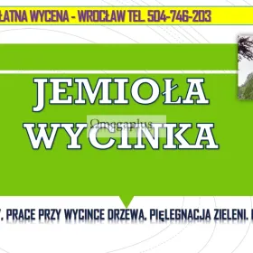 Usuwanie jemioły z drzew, tel. 504-746-203. Wrocław, Jemioła wycinka,  Pielęgnacja drzew i wycinka jemioły Jak usunąć jemiołę z drzewa.