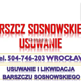 Likwidacja i usunięcie barszczu Sosnowskiego, cennik tel. 504-746-203. Firma usuwająca barszcz Sosnowskiego. Skuteczny sposób.